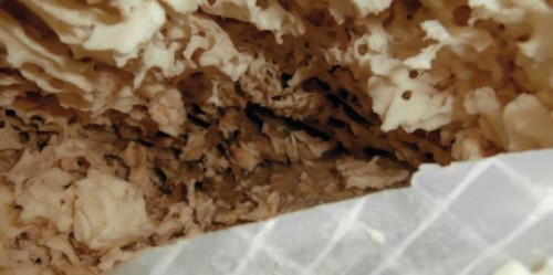 NAPADENÍ TEPELNÉ IZOLACE HMYZEM